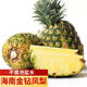 甜果源 海南金鉆鳳梨 手撕小菠蘿應季熱帶新鮮水果甜蜜多汁整箱包郵 凈重8.5-9斤【超值實(shí)惠】