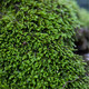 孫凱（SUNKAI）鮮活苔蘚青苔蘚 微景觀(guān)植物盆景生態(tài)瓶diy綠植水陸缸假山盆栽盆景 小灰蘚15x8cm5盒