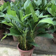 仟草集萬(wàn)年青盆栽 萬(wàn)年青盆栽植物室內(nèi)觀花新房水培花卉綠植z9 40 30-40高一顆/帶部分原土