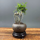 詩(shī)甲 小葉榆樹(shù)盆景盆栽綠植老樁造型提根榆樹(shù)節(jié)日高檔送禮耐寒盆景 小葉榆樹(shù)+舍得盆+底座