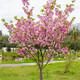 花酷天櫻花樹(shù)苗早櫻晚櫻花苗庭院陽(yáng)臺盆栽地栽綠化苗木1cm粗源頭直發(fā)
