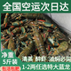澳洲鮮活小龍蝦超大特大淡水養(yǎng)殖清水藍(lán)龍蝦一兩以上（干凈免刷） 1兩5斤裝（一斤大概7-8只）