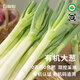 有機(jī)大蔥新鮮蔬菜配送有機(jī)認(rèn)證農(nóng)場(chǎng)直發(fā)順豐蘸醬現(xiàn)挖有機(jī)菜3/5斤 有機(jī)大蔥2500g（山東農(nóng)場(chǎng)）