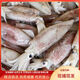 蜜鈺鮮活凍燈光魷魚仔小管魷魚冰鮮冷凍尤魚小管魷魚新鮮魷魚一整箱 2000g 新鮮魷魚凈重除冰