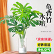 愛優(yōu)尚水培龜背竹盆栽客廳室內辦公室桌面植物2株50吸甲醛源頭直發(fā)