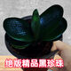 東北精品君子蘭盆栽精品黑珍珠圓頭和尚麻臉油匠寬短葉特級(jí)綠植 1葉苗