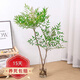 中夢水培室內(nèi)植物盆栽火焰南天竹辦公室內(nèi)南北方水培花卉綠植 南天竹 60-80厘米3棵