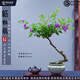 潮裕盆景杜鵑盆景三角梅海棠紫薇老樁造型室內(nèi)擺放別墅陽臺(tái)開花耐活易養(yǎng)護(hù) 勒杜鵑盆景21 高端盆景/一物一拍