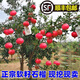 石榴樹(shù)樹(shù)苗突尼斯軟籽石榴苗盆栽庭院果樹(shù)特大帶土無(wú)籽甜石榴樹(shù)苗 紅如意石榴   (杯苗發(fā)貨) 兩年苗