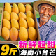 海南小臺芒果9斤新鮮水果農當季時令熱帶水果整箱紅金玉青煌芒果 9斤 【大果150g+】商超同款