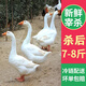 王氏正德 農(nóng)家散養(yǎng)大白鵝整只 新鮮冷凍鵝肉嫩鵝土鵝 大鵝生鮮 大鵝凈重7-8斤