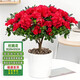 通沭杜鵑花室內盆栽桌面四季常青植物花卉 杜鵑花+原盆源頭直發(fā)
