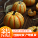 金桔貝貝南瓜太陽果迷你小金瓜新鮮現(xiàn)摘農(nóng)家南瓜盅南瓜燈雕刻裝飾 0g 8個裝  單果200-300g 單果80-150g