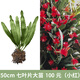 令葉園令箭荷花盆栽帶花苞東北小粉色易活四季室內(nèi)陽(yáng)臺(tái)綠植花卉曇花大苗 50cm　七葉片大苗　?。ㄐ〖t）