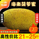 禧友鮮 海南菠蘿蜜整個(gè)新鮮水果 黃肉干苞 三亞新現摘波羅蜜 順豐可選 21-25斤|高性?xún)r(jià)比，特香爆甜