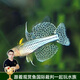 云峰海瑞 小型熱帶魚(yú)觀(guān)賞魚(yú)活體紅綠燈魚(yú)淡水水族魚(yú)寵物虎(四間魚(yú))皮魚(yú) 珍珠美人（珍珠燕子）2條
