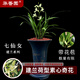 華香園蘭花 七仙女 建蘭四季蘭荷型素心奇花銘品 濃香型 室內外盆栽盆景 七仙女2苗連體裸根 帶花苞