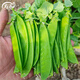 壽禾 大莢荷蘭豆種子豌豆尖龍須菜菜豌豆彎豆種家庭秋冬季蔬菜籽種籽 荷蘭豆種子100g（50gx2包）