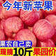 陜西紅富士蘋(píng)果當季新鮮水果冰糖心丑蘋(píng)果脆甜脆甜多汁鮮果特產(chǎn) 9斤