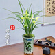 劉閣蘭花蘭花春劍翠荷素室內(nèi)陽(yáng)臺(tái)花卉盆栽 6苗連體裸根不帶花源頭直發(fā)
