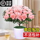 杜鵑花盆栽花卉植物室內陽(yáng)臺四季開(kāi)花鮮花帶花苞樹(shù)苗綠植好養易活 大苗杜鵑花紅色+粉色原盆