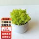 行湘多肉植物肉肉花卉植物桌面盆栽 黃金草+小米缸陶瓷盆 源頭直發(fā)