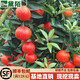 黛陌橘子苗砂糖橘子樹(shù)苗金桔苗桔子苗粑粑柑橘苗蜜橘苗桔子樹(shù)苗南北方 紅美人【新品種】 4年苗2分枝以上