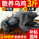 王氏正德 雞 烏雞 農(nóng)家散養(yǎng)烏骨雞 新鮮冷凍現(xiàn)殺生鮮月子雞 雞肉整只 發(fā)1只 凈重3斤/只 送料包+鮮參