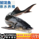 順豐淡水鮮活中華禮品魚食用鱘魚鰉魚送禮生鮮新鮮軟骨魚無刺魚 活魚現(xiàn)殺 5斤一條【順豐】