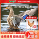 BOZAIJIA波仔家洪湖老麻鴨 2斤*2只共4斤 散養(yǎng)700天 新鮮現(xiàn)殺土鴨源頭直發(fā)