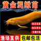 彌翠園黃金泥鰍魚(yú)苗冷水觀(guān)賞魚(yú)缸清潔工具魚(yú)練手魚(yú)淡水小金龍招財黃金鰍 6條10-13厘米精選優(yōu)質(zhì)黃金泥鰍苗