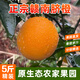 仙橙園【現摘現發(fā)】新鮮江西贛南臍橙 正宗贛州橙子臍橙水果原產(chǎn)地 帶箱5斤果徑80-89mm
