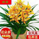 菁寶【耐寒】濃香型蘭花苗室內盆栽蘭花花卉墨蘭建蘭大花苞懶人花客廳 【熱銷(xiāo)5號】 2苗-散苗-超小苗