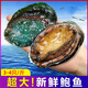 北海灣 冷凍鮑魚(yú) 特大新鮮鮮活速凍海鮮水產(chǎn) 超大鮑魚(yú) 貝類(lèi)大鮑魚(yú) 【稀缺鮑魚(yú)】3-4頭 凈重2斤