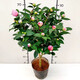 香妃茶花山茶花樹(shù)苗盆栽花卉植物四季開(kāi)花陽(yáng)臺庭院耐寒濃香老樁 【花期帶花苞】香妃茶60-70cm原土1顆