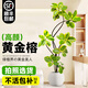 臨雅黃金榕客廳綠植大盆栽花葉橡皮樹(shù)盆栽室內大型綠植落地辦公室植物 造型黃金榕1.5-1.6m+創(chuàng  )意圓球盆