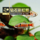 魚(yú)官兒漂亮寶貝燈鳉魚(yú)魔鬼刀黑羽毛玻璃貓鉆石彩虹鯽魚(yú)原生缸觀賞小魚(yú) 鉆石彩虹鯽3條（3-4cm）