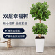 雙盟幸福樹(shù)大型綠植盆栽辦公室內喬遷新居吸甲醛三層1.4-1.5m源頭直發(fā)