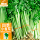 IDEAL理想農(nóng)業(yè) 四季小香芹種子盆栽庭院陽臺易種四季蔬菜種籽芹菜種子