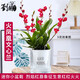 劉閣蘭花蘭花苗 香水文心蘭 帶多花苞出售濃香桌面室內外迷你盆栽花卉綠植 粉文心蘭5苗年底開(kāi)花，帶懶人盆