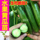 康和豐壽光節節有瓜高產(chǎn)無(wú)刺水果黃瓜苗秧苗綠芯黃瓜種子籽四季春秋高產(chǎn) 水果黃瓜苗5棵+送1棵 +10g肥