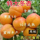 冬杏樹(shù)苗特大杏子苗十月晚熟耐寒耐旱盆栽地栽南北方種植當年結果 2年苗【好成活】1顆 冬杏樹(shù)苗