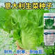 孔雀菜種子生吃脆甜高營養(yǎng)四季羅馬直立生菜種子盆栽陽臺蔬菜種子 意大利耐抽苔生菜一包1500粒