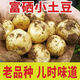 湖北恩施高山黃心小土豆新鮮洋芋9斤土豆馬鈴薯農(nóng)家自留種馬爾科 凈重5斤 (乒乓球大小)