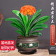 京云夢君子蘭花卉盆栽花卉吸甲醛易養(yǎng)活綠植10-12葉紫砂古綠金源頭直發(fā)