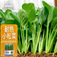 IDEAL理想農(nóng)業(yè) 菘菜種子早熟小青菜白菜油菜速生耐熱盆栽四季蔬菜種子