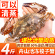 舟山梭子蟹 整只特大螃蟹鮮活冷凍海鮮水產(chǎn) 4-6兩/只【可清蒸】凈重4斤