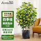 愛優(yōu)尚桂花樹苗四季桂盆栽可食用開花香室內(nèi)外陽臺客廳原盆源頭直發(fā)