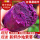 騎猴趕馬湖北紫薯【當(dāng)天采挖】新鮮沙地紫薯早餐紫羅蘭紫薯地瓜代餐粗糧 5斤【單果6兩+】 凈重4.5斤 【軟糯香甜】
