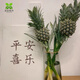 水培鳳梨鮮花綠植可食用招財菠蘿辦公室內(nèi)桌面盆栽禁止蕉綠擺件 黑鳳梨香水小菠蘿3枝 不含盆